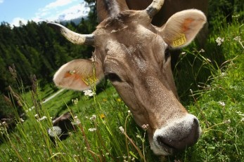 Dogs Gone Wild Blamed for Farm Animal Attacks