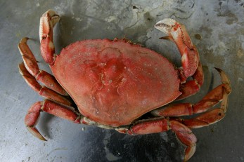 How Crabs Made Fishermen Not So Crabby