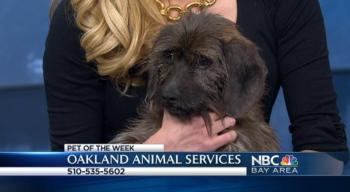 Bay Area Proud Pets: Chica