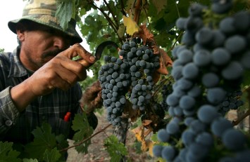 Growers Glum About Grape Glut