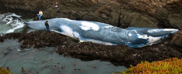 Massive Blue Whale Beached in Northern Calif.