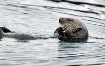 The Incredible Shrinking of the Sea Otters
