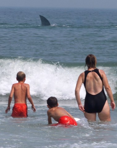 Sharks Swim Toward the Stanley Cup