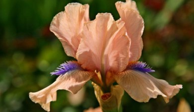 Iris Sundays