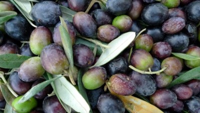 Olive You, Paso Robles Olive Festival
