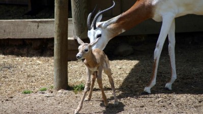 Wild About Mom!