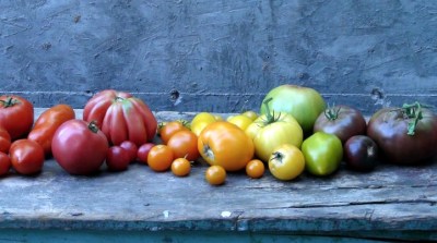 Tasty TomatoMania!
