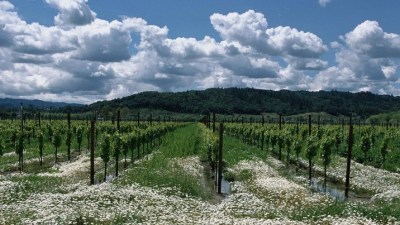 A Grape Weekend in Alexander Valley