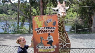 Happy Birthday, Brandon Belt, From a Giraffe