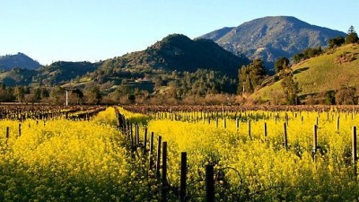 Calistoga's Mustard, Mud & Music