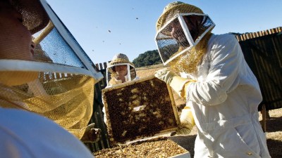 Queen Bees at Carmel Valley
