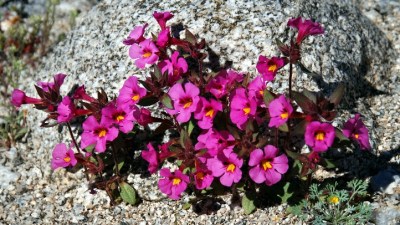A Desert Bloom Package
