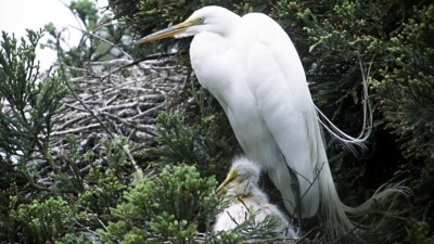 Baby Egret Season Wraps Up