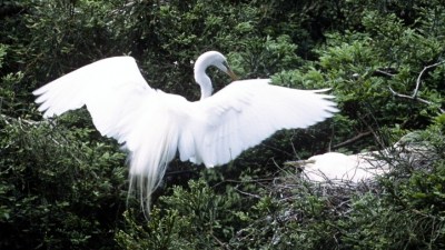 Mother's Day Among the Egrets