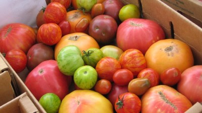 Fairfield Tomato Festival