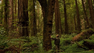Meet the Humboldt Honey, One Very Tall Maple