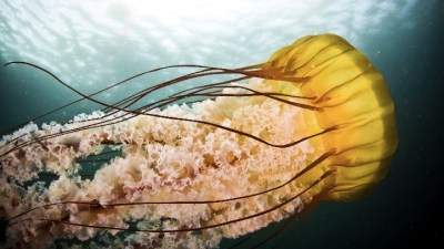 California Coastal Photo Contest
