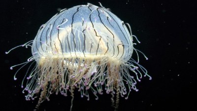 Monterey Bay Jellyfish Jamboree