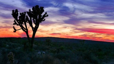 Joshua Trees in Bloom