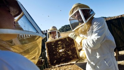 Love Your Honey Deal