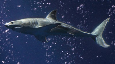Monterey Bay Aquarium Welcomes Great White