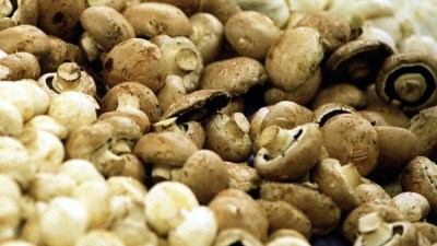 Mushroom Mardi Gras