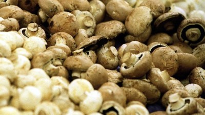 Mushroom Time in Morgan Hill