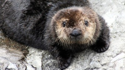 Otter Days