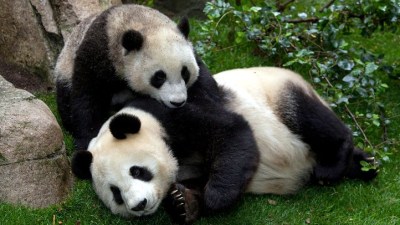 Pandas in HD