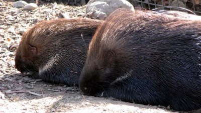 Porcupines in Love
