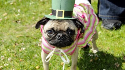 The West Coast's Biggest Pug-a-Rama