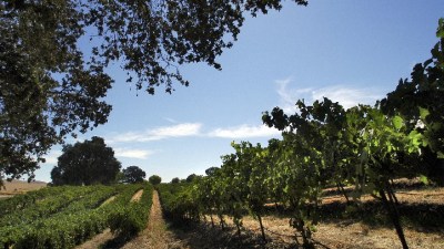 Paso's Springtime Wine Toast