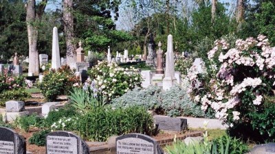 Roses in the Cemetery