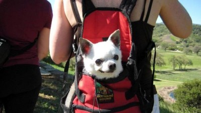 Dog Hike Among the Vines