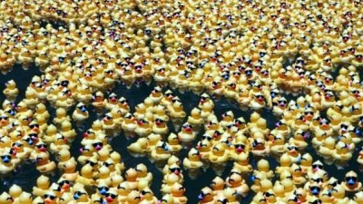 15,000 Ducks Ready to 
