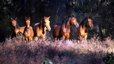 Wildflowers & Wild Horses