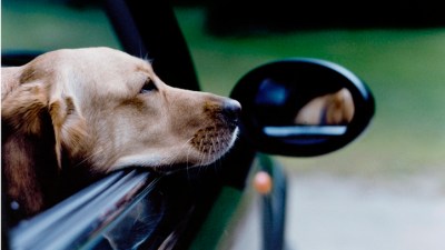 Cause for the Paws