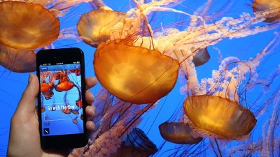 Summertime at the Monterey Bay Aquarium