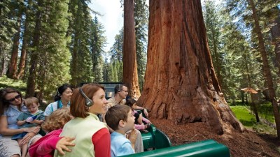 The Big Trees Tour of Yosemite's Mariposa Grove