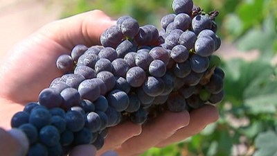 Santa Cruz Sips: Roots That Rock