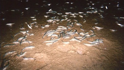 Grunion Time