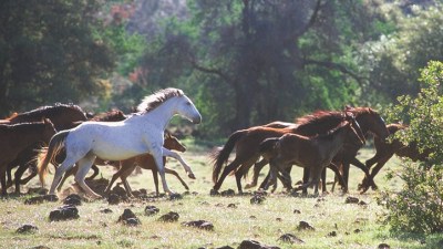 An In-Saddle Writers' Workshop