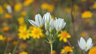 The Wildflowers of Jepson Prairie