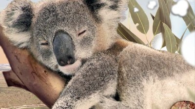 Eye-Level with Koalas