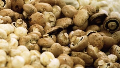 The Mushrooms of Morgan Hill