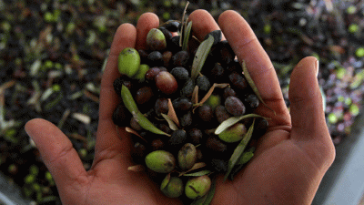 Olive Feast, Sonoma-Style
