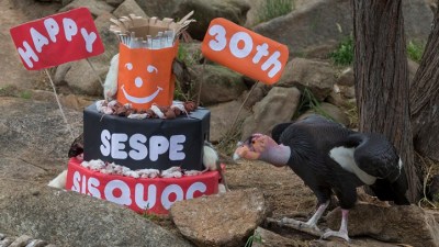 Rare Birds Mark Three Decades