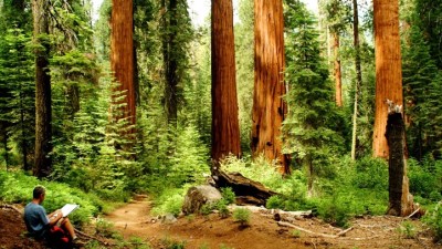Help the Sequoias While Visiting the Sequoias