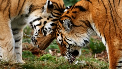 Wild Valentine's Day Ideas