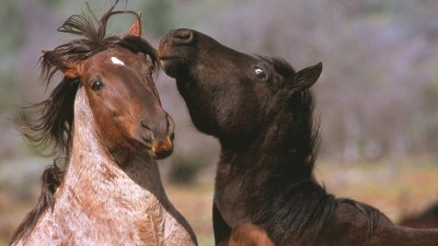 Wild Horse Sanctuary Trail Rides Set to Open